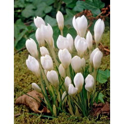 Krokus Miss Vain - duża paczka! - 200 szt.