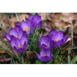 Krokus Ruby Giant - duża paczka! - 200 szt.