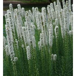 Węgierska flaga - zestaw 3 odmian nasion kwiatów