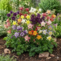 Orliki - kolorowa wariacja - zestaw 3 odmian nasion kwiatów