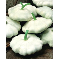 Patison Custard White