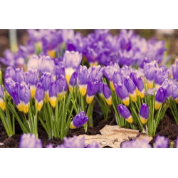 Krokus Tricolor - 10 cebulek