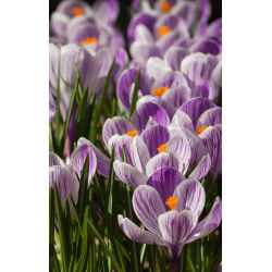 Krokus Pickwick - duża paczka! - 200 szt.
