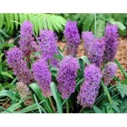 Szafirek pierzasty - Muscari Plumosum - duża paczka! - 100 szt.