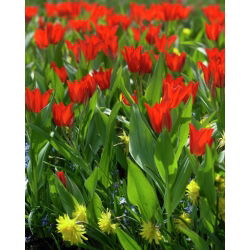 Tulipan botaniczny - Tubergen's Variety - 5 cebulek