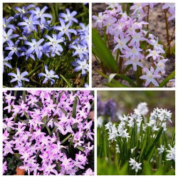 Śnieżnik lśniący - Chionodoxa - zestaw 4 odmian - 80 szt.