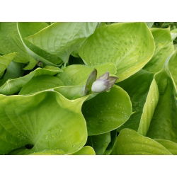 Funkia - Hosta Sum and Substance - 1 kłącze