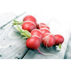 Rzodkiewka Cherry Belle - NA TAŚMIE