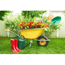 Aksamitka rozpierzchła - zestaw 3 odmian nasion