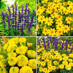 Uczep złocisty, szałwia omączona + aksamitka - zestaw 3 gatunków nasion