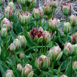 Tulipan Boa Vista - 5 szt.