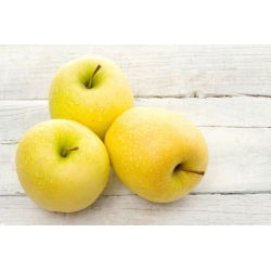 Jabłoń Golden Delicious - sadzonka XXL