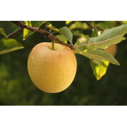 Jabłoń Golden Delicious - sadzonka XXL