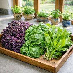 Szczaw, jarmuż, szpinak - zestaw 3 odmian nasion warzyw