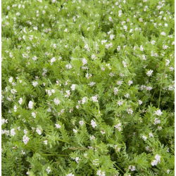 Seradela na poplon - 500 gram