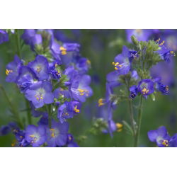 Wielosił błękitny - niebieski