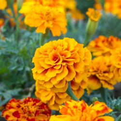 Aksamitka rozpierzchła – Yellow Fire - 350 nasion