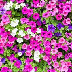 Petunia - Mieszanka balkonowa - 800 nasion