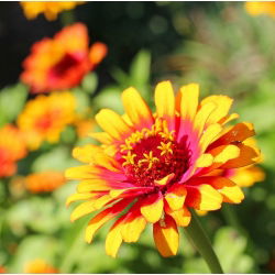 Cynia meksykańska - 375 nasion