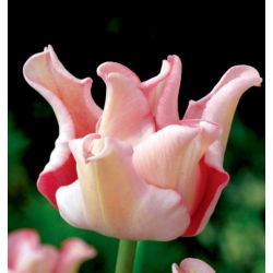 Tulipan Witty Picture - 5 szt.