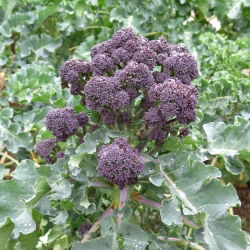 Brokuł Early Purple Sprouting