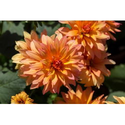 Dalia Autumn Fairy