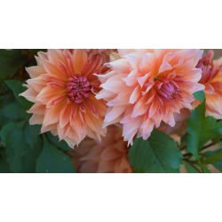 Dalia Autumn Fairy