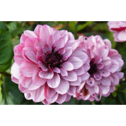 Dalia Creme de Cassis