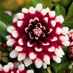 Dalia Duet