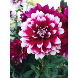 Dalia Duet
