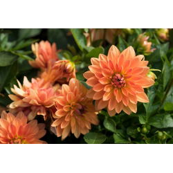 Dalia Melody Swing