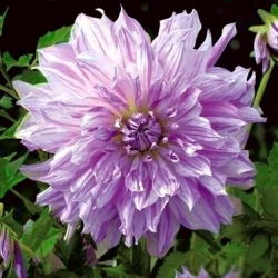 Dalia Mom's Special