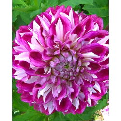 Dalia Optic Illusion