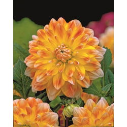 Dalia Peaches and Cream