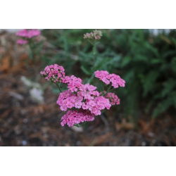 Krwawnik pospolity - Lilac Beauty - fioletowy