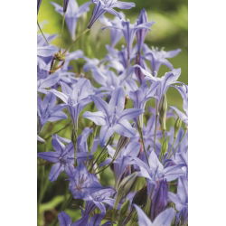 Hiacynt kalifornijski, Brodiaea - Queen Fabiola - 10 szt.