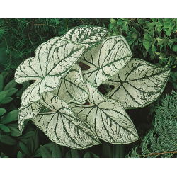 Kaladium - Candidum - biały