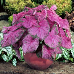 Kaladium - Fannie munson - fioletowy