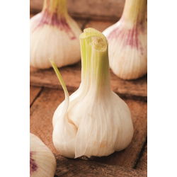 Czosnek jadalny