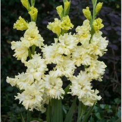 Mieczyk Lemon Frizzle - 5 szt.