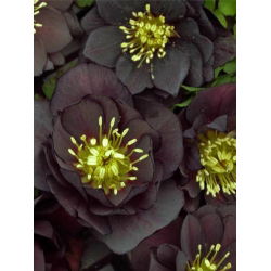 Ciemiernik - Black Beauty