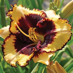 Liliowiec Tiger Blood