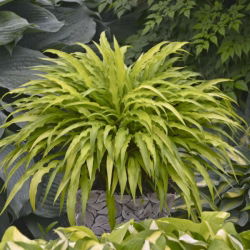 Funkia - Hosta Curly Fries