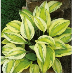 Funkia - Hosta Captain's Adventure