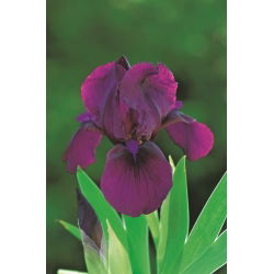Irys niski, Iris pumila - Fioletowy - Cherry Garden