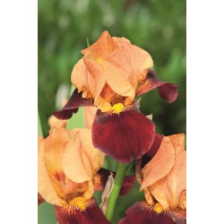 Kosaciec, Irys - Biało-bordowy - Cimmaron Strip