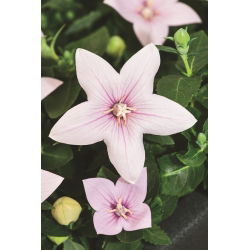 Platykodon, Rozwar wielkokwiatowy - Fuji Pink