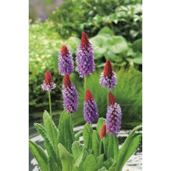 Pierwiosnek storczykowy - Primula vialii - sadzonka