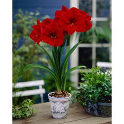 Hippeastrum, Amarylis, Zwartnica - Red Lion - 1 cebula