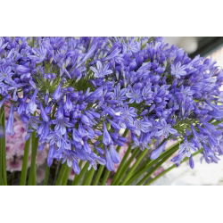 Agapanthus Blue - Agapant niebieski - 1 kłącze